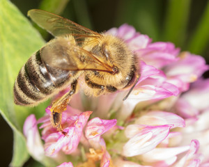 A bee collects honey on a flower