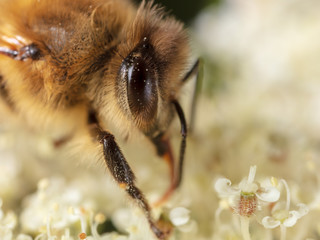 A bee collects honey on a flower
