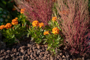 Flowers in field