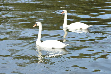 koppel zwanen in kanaal Marne au Rhin in de Vogezen