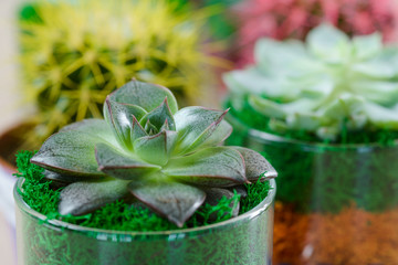 Succulent garden in glass pots