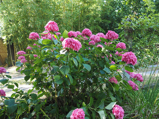 pink hortensia (Hydrangea) flower