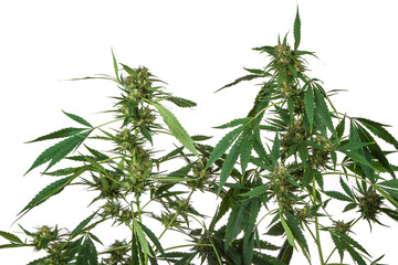 plant of marihuana inflorescence, on white background, Cannabis indica