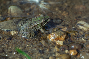 macro shot of river frog