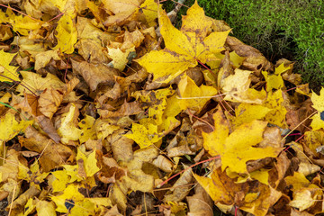 Höstlöv från lönn