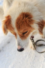 A dog walks in the snow in winter