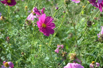 Pink Flower in Garden