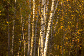 Birches in the forest in autumn as a background