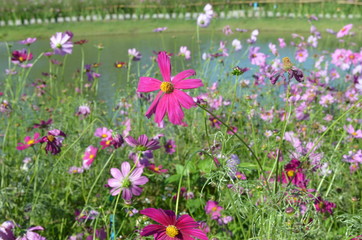 Pink Flower in Garden