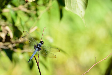 White-tailed skimmer is a common dragonfly in Japan.