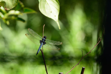White-tailed skimmer is a common dragonfly in Japan.
