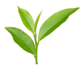green tea leaf isolated on white background