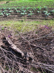 畦道に放置された枯れ枝