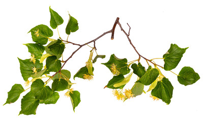 Flowers and leaves Linden.