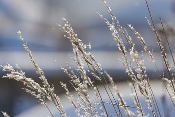 Dry grass in snow in winter as background