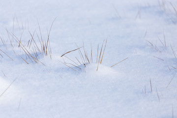Dry grass in snow in winter as background