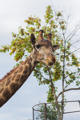Giraffe on the background of a tree in the zoo