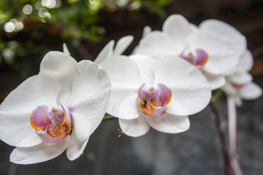 Phalaenopsis Amabilis