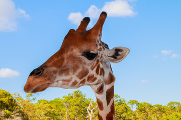 A portrait of Giraffe with a Long neck