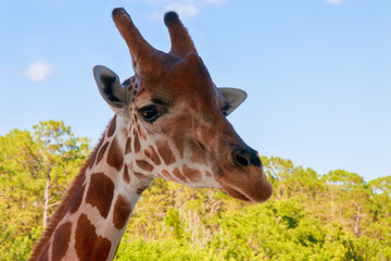 A portrait of Giraffe with a Long neck
