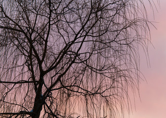 Naked branches on a tree against a sunset sun