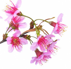 pink cherry blossom flowers white background