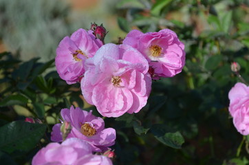 Fototapeta premium Flower in Garden