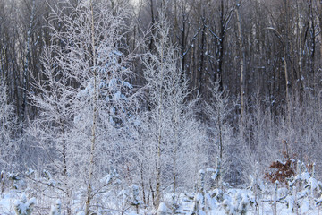 Snowy trees in the forest in winter
