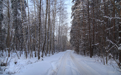 Snow road in the forest in winter