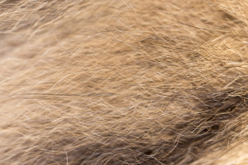 Wool on a cat as a background