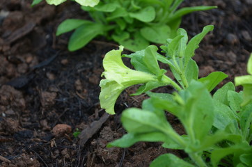 Flower in Garden