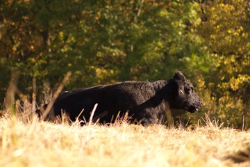 Cows and bulls in the meadow are grazing.