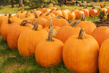 Orange big pumpkins on green grass. Symbol of the halloween sign, harvest.
