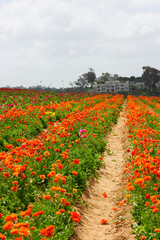 Red flowers at big garden.