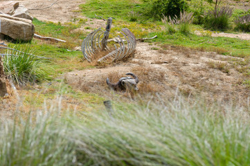 Skeleton and skull leaving in wild safari.