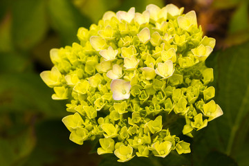 Hermoso jardín de flores