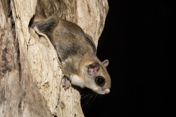Southern Flying Squirrel taken in southern MN under controlled conditions