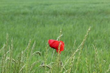 Obraz premium Dänemark