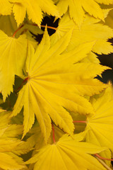 Yellow  Acer shirasawanum Aureum leaf