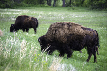 American Buffalo / Bison in Custer State Park in the Spring