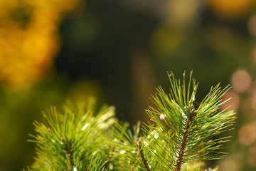 pine branches on blurred bokeh background