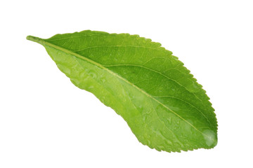 green leaf of apple with water drops isolated