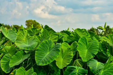 Green weed in tropical wetlands There are large green leaves resembling the elephant's ear. Can be used as pet food. - obrazy, fototapety, plakaty