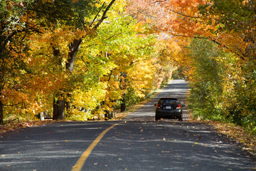 Yellow trees over a rural road