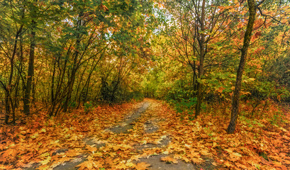 trip to autumn. walk in the autumn forest. autumn colors.