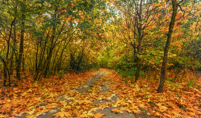 trip to autumn. walk in the autumn forest. autumn colors.