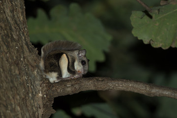 Southern Flying Squirrel eating, taken southern MN in the wild