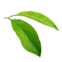 green leaves of applewith water drops isolated