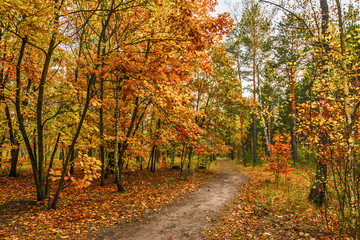 trip to autumn. walk in the autumn forest. autumn colors.