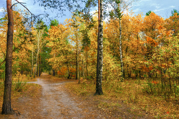 trip to autumn. walk in the autumn forest. autumn colors.